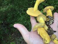 Boletus auripes image