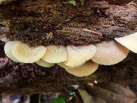 Crepidotus crocophyllus image