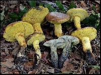 Boletus luridellus image