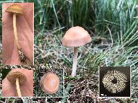 Marasmius oreades image