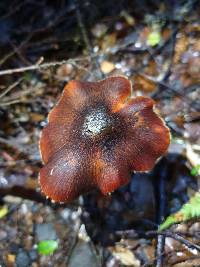 Hygrocybe astatogala image