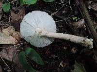 Amanita rhacopus image