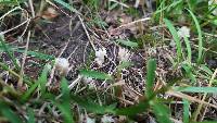 Clavulina coralloides image