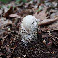 Amanita volvata image