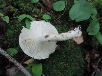 Hygrophorus laurae image