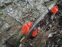 Sarcoscypha occidentalis image