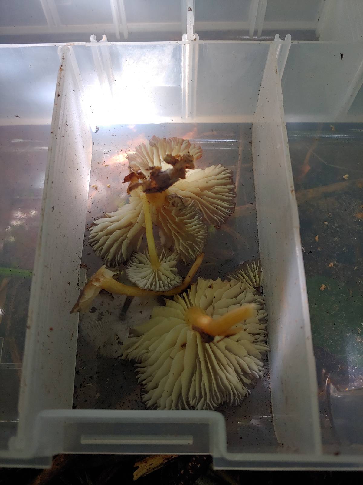 Calocybe cyanea image