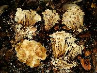 Marasmius wynneae image