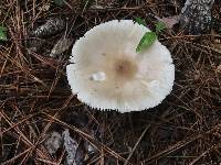 Amanita murrilliana image