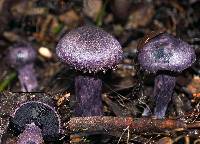 Cortinarius austroviolaceus image