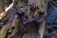 Auricularia americana image