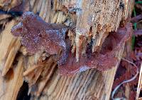 Auricularia americana image