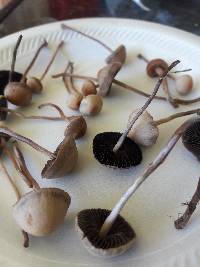 Panaeolus cinctulus image