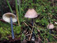 Image of Entoloma albidocoeruleum