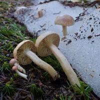 Hygrophorus goetzei image