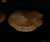Rigidoporus lineatus image