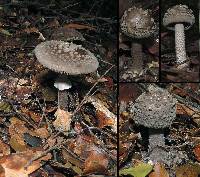 Amanita cinereoannulosa image