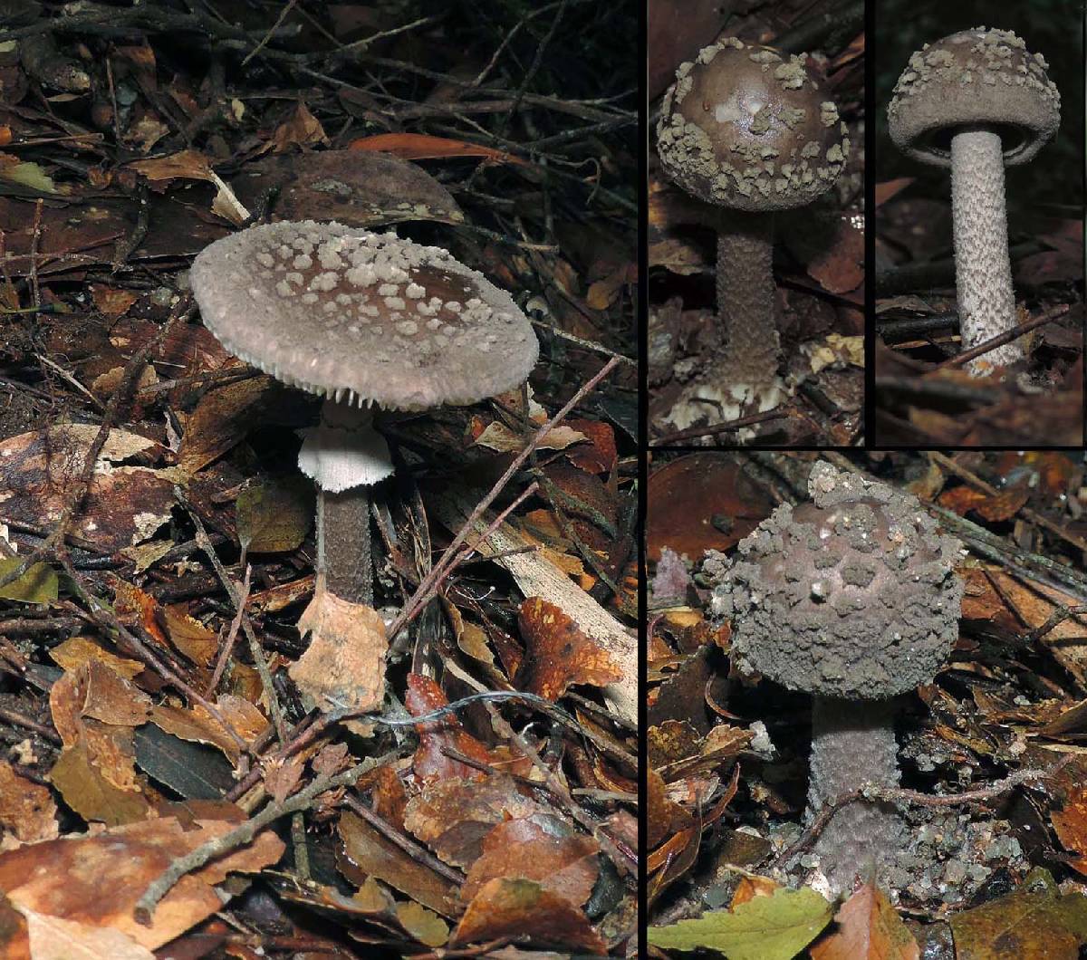 Amanita cinereoannulosa image