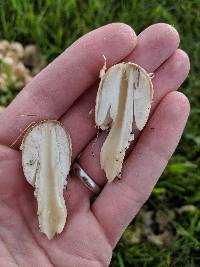 Coprinopsis variegata image