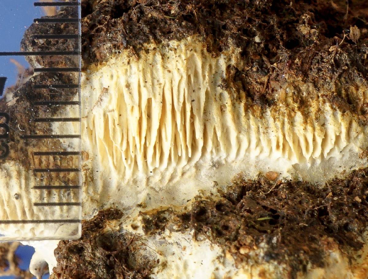 Wrightoporia image