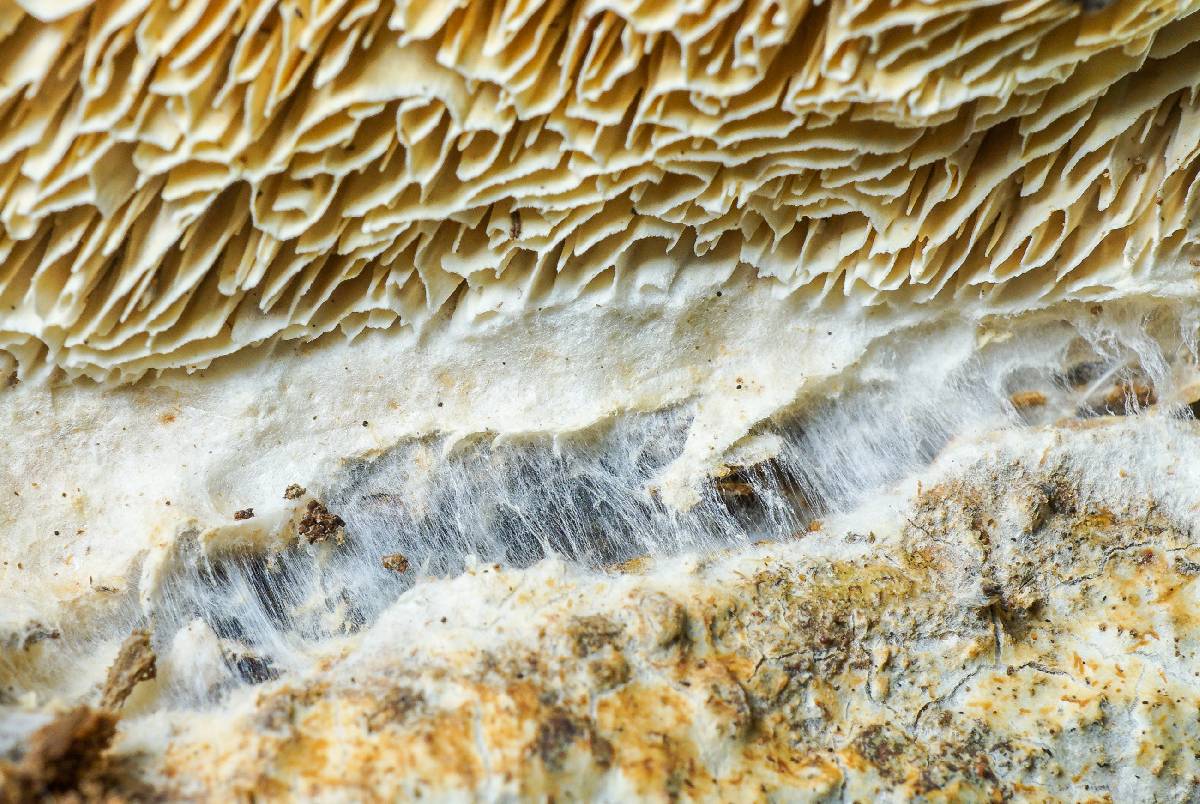 Wrightoporia avellanea image
