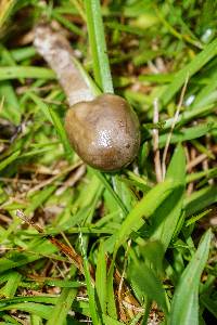 Amanita sect. Vaginatae image