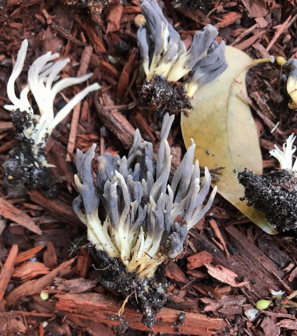 Clavulina floridana image