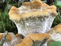 Bondarzewia berkeleyi image
