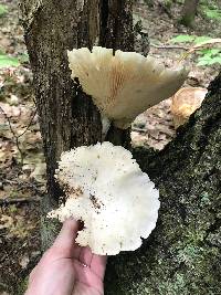 Pleurotus dryinus image