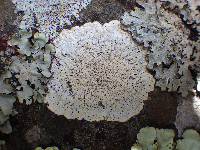 Pertusaria lactea image