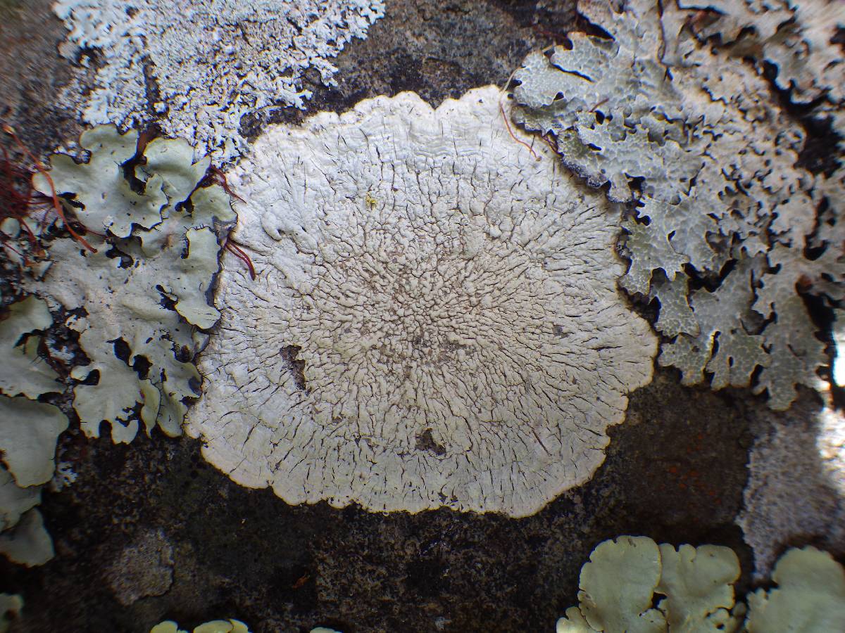 Pertusaria lactea image