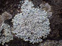 Physcia clementei image