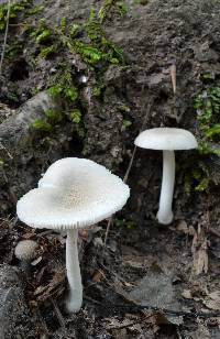 Amanita farinosa image