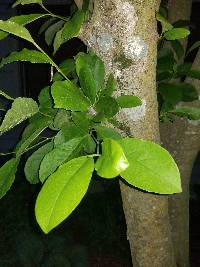Athelia arachnoidea image