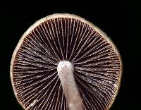 Panaeolus cinctulus image
