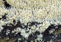 Ceratiomyxa fruticulosa var. fruticulosa image