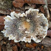 Russula crustosa image