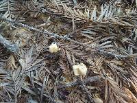 Gymnopus brassicolens var. brassicolens image