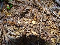 Gymnopus brassicolens var. brassicolens image