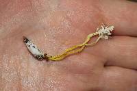 Cordyceps tenuipes image