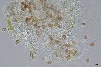 Uromyces ari-triphylli image