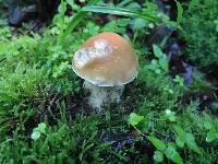 Boletus chippewaensis image