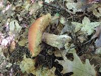 Boletus chippewaensis image