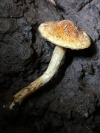 Inocybe unicolor image