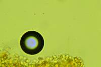 Xenasma praeteritum image