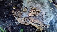 Trametes ochracea image