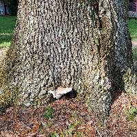 Laetiporus persicinus image