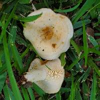 Lactarius maculatipes image