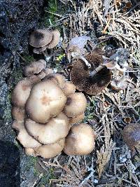 Psathyrella pennata image