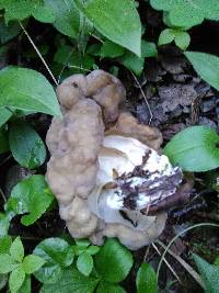 Gyromitra californica image